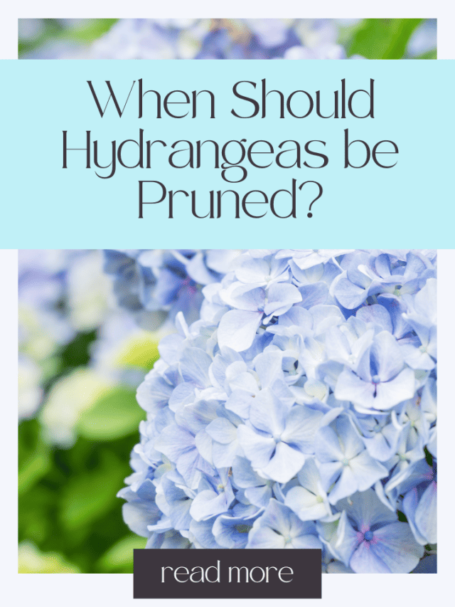 When Should Hydrangeas be Pruned?