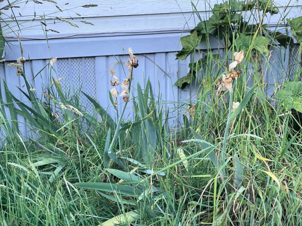 Overcrowded iris plants needed to be dug up and replanted.