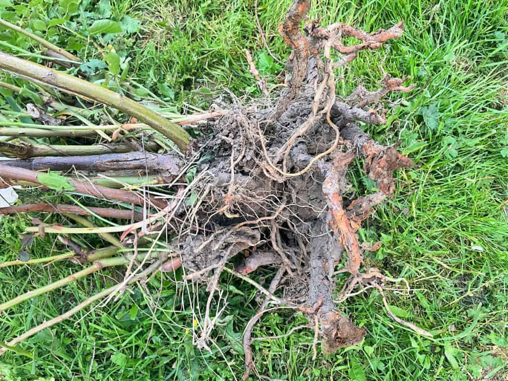 Rose bush dug up with the roots exposed laying on grass. 