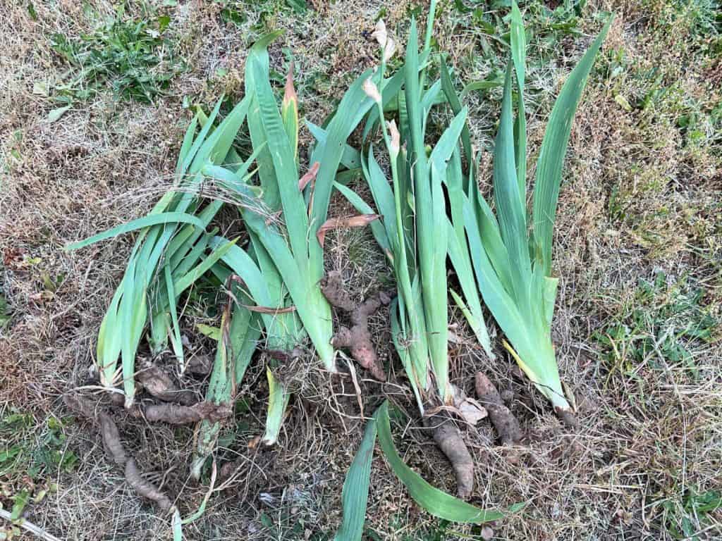 Freshly dug up irises ready to be moved to another area of the garden.