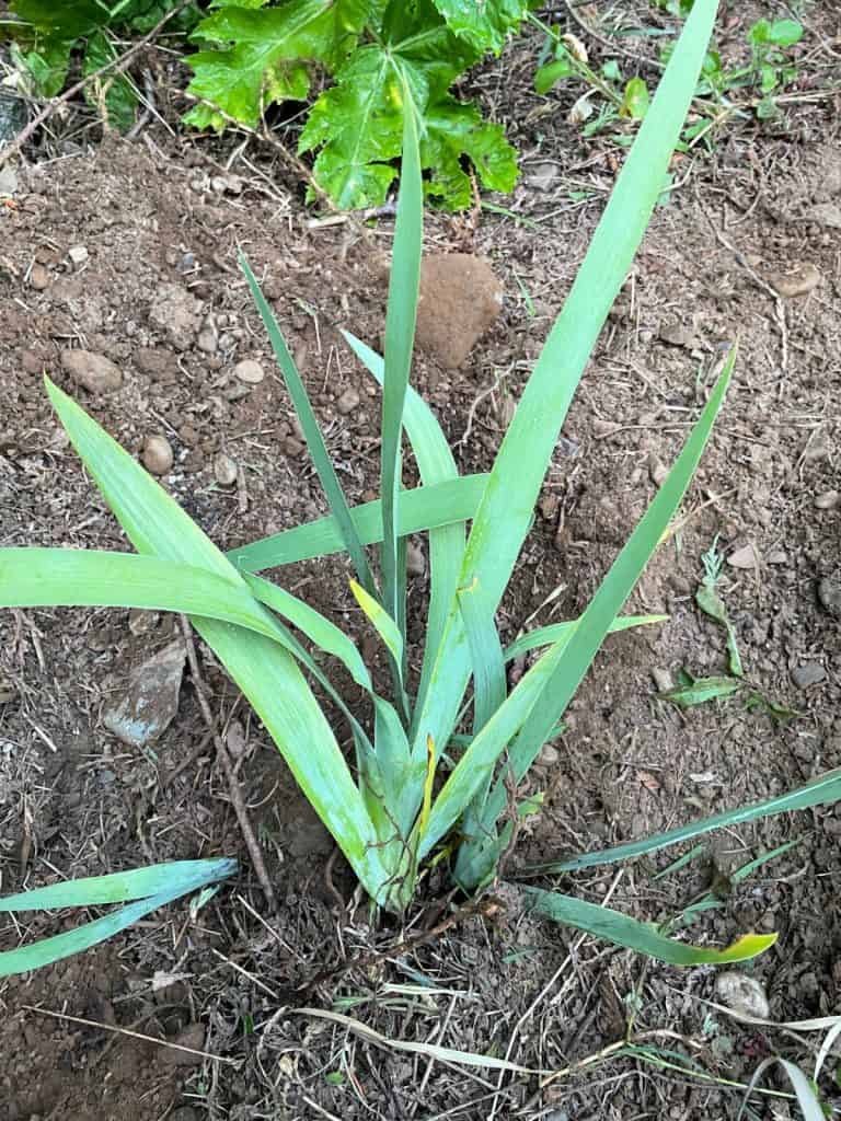 Iris that has been re-planted in a few area of the garden.