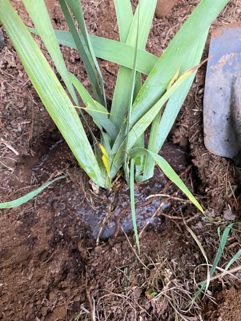 Irises in a hole in the dirt filled with water.
