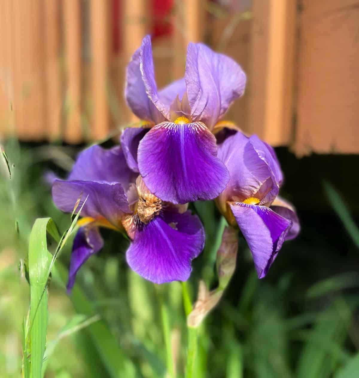 How to plant iris bulbs