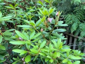 How to Prune Rhododendrons : A Comprehensive Guide - Crafty Little Gnome