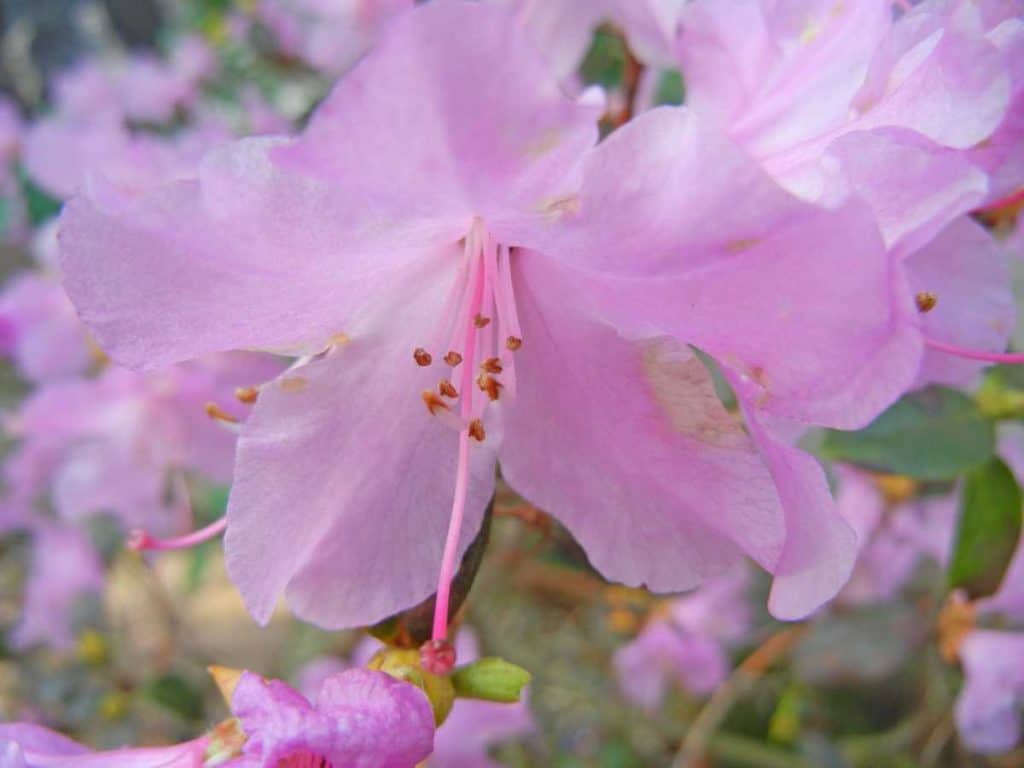 How to prune a rhododendron