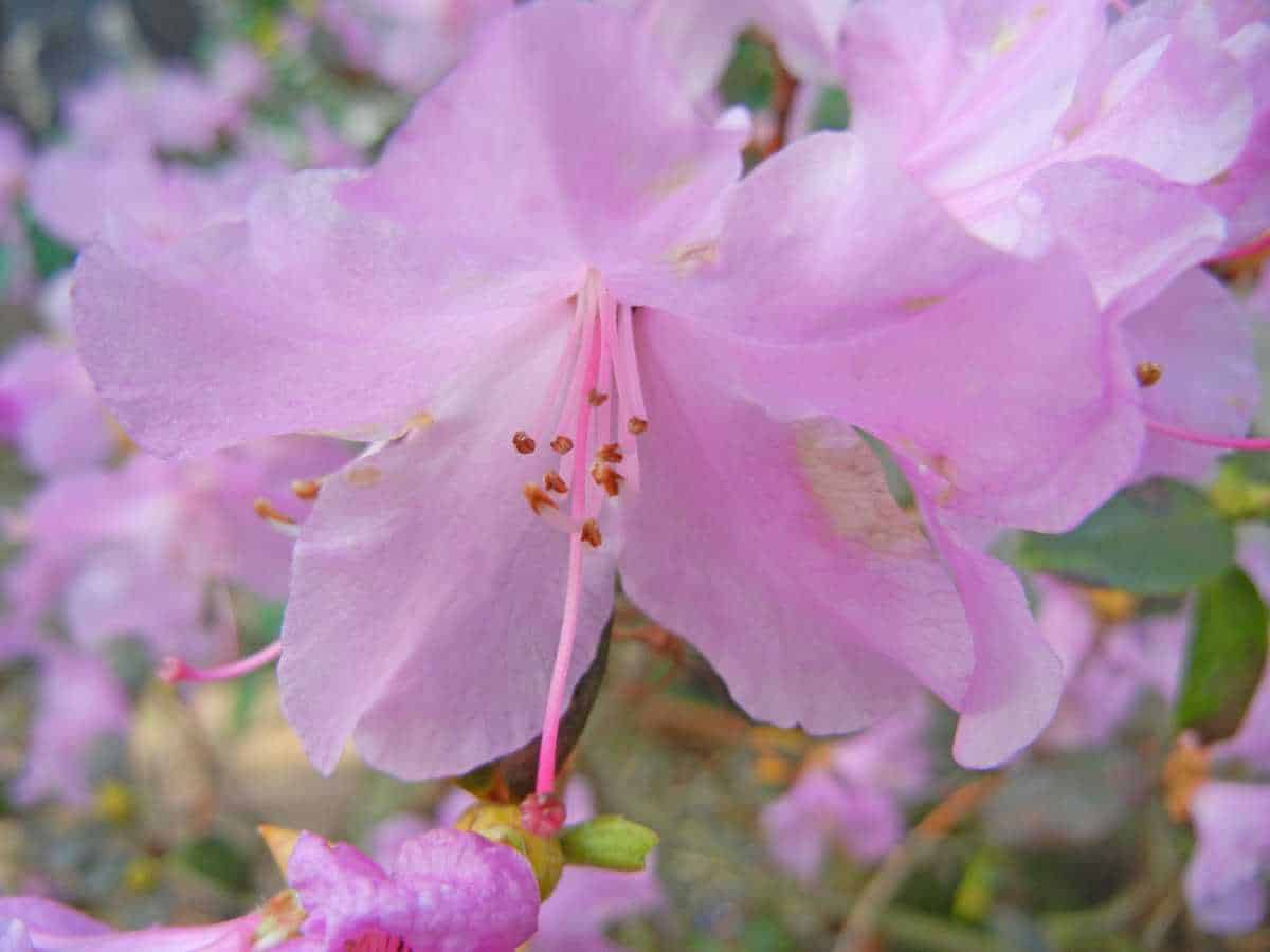 How to prune a rhododendron