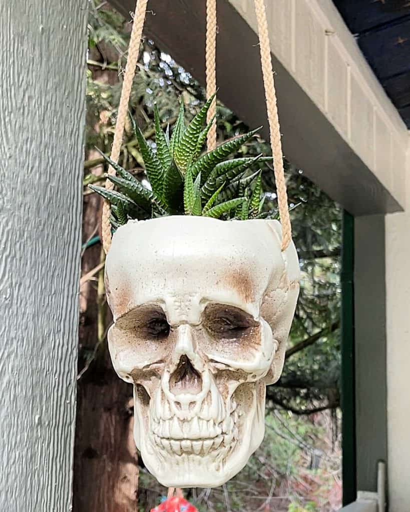 Hanging planter made out of a plastic skull. 
