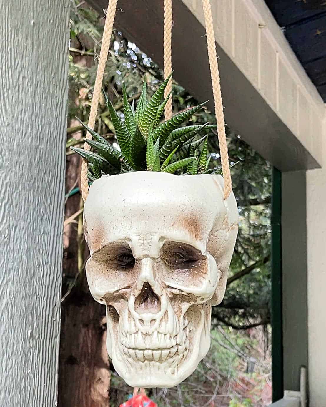Finished hanging skull planter