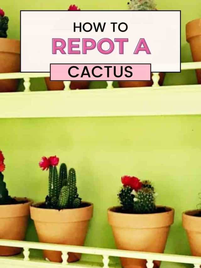 How to Repot a Cactus
