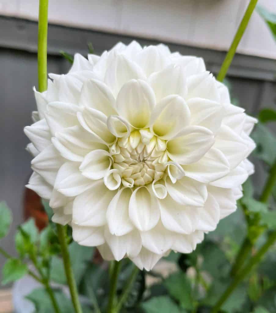 Close up of a white dahlia.