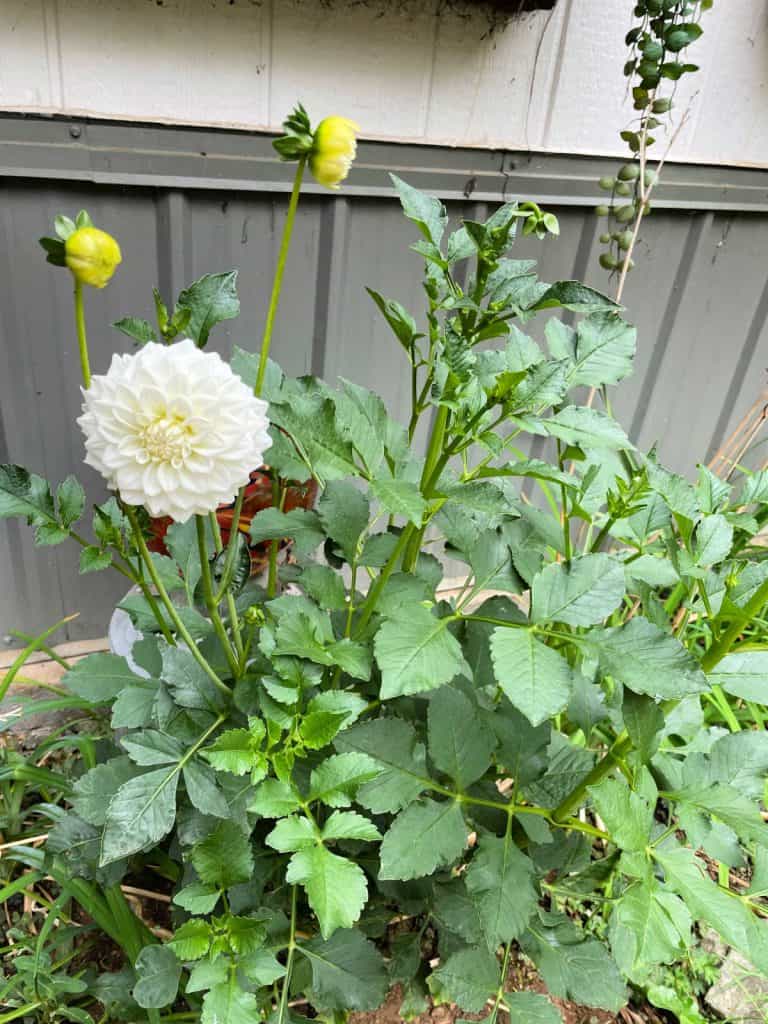 White dahlia plant.