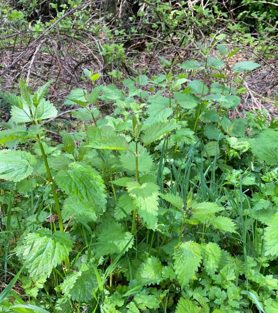 Stinging nettle growing in a wooded area. 