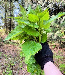 Gloved hand holding a bundle of stinging nettle in a forest