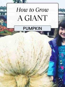 How to Grow a Giant Pumpkin.