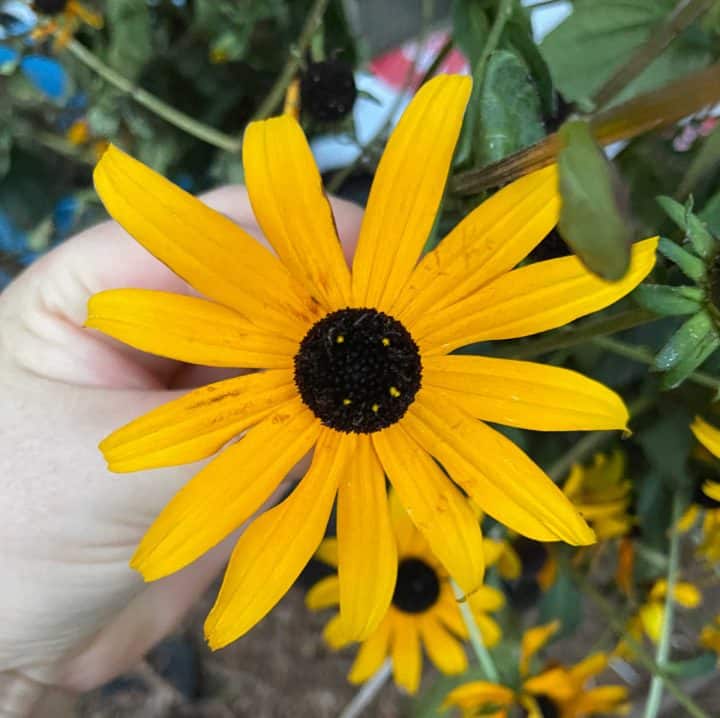 How to Transplant Black Eyed Susans Crafty Little Gnome