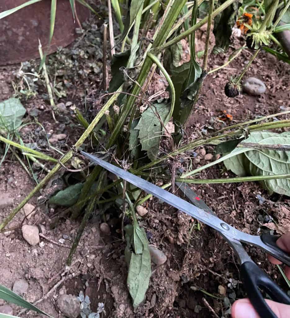 How to Transplant Black Eyed Susans Crafty Little Gnome