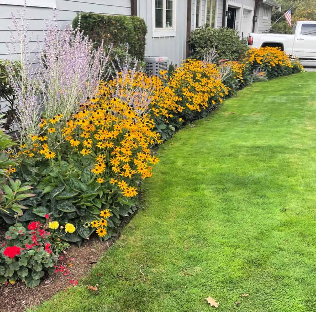 Garden with black eyed Susans