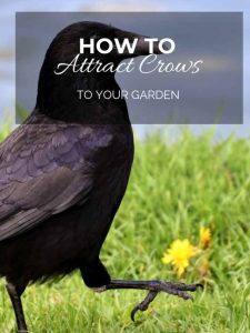 How to Attract Crows to Your Garden.