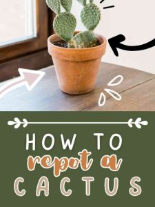 How to Repot a Cactus.