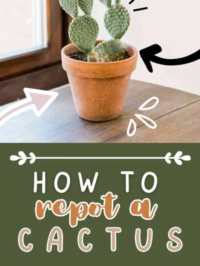How to Repot a Cactus