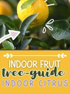 Indoor Fruit Tree- Your Guide to Indoor Citrus.