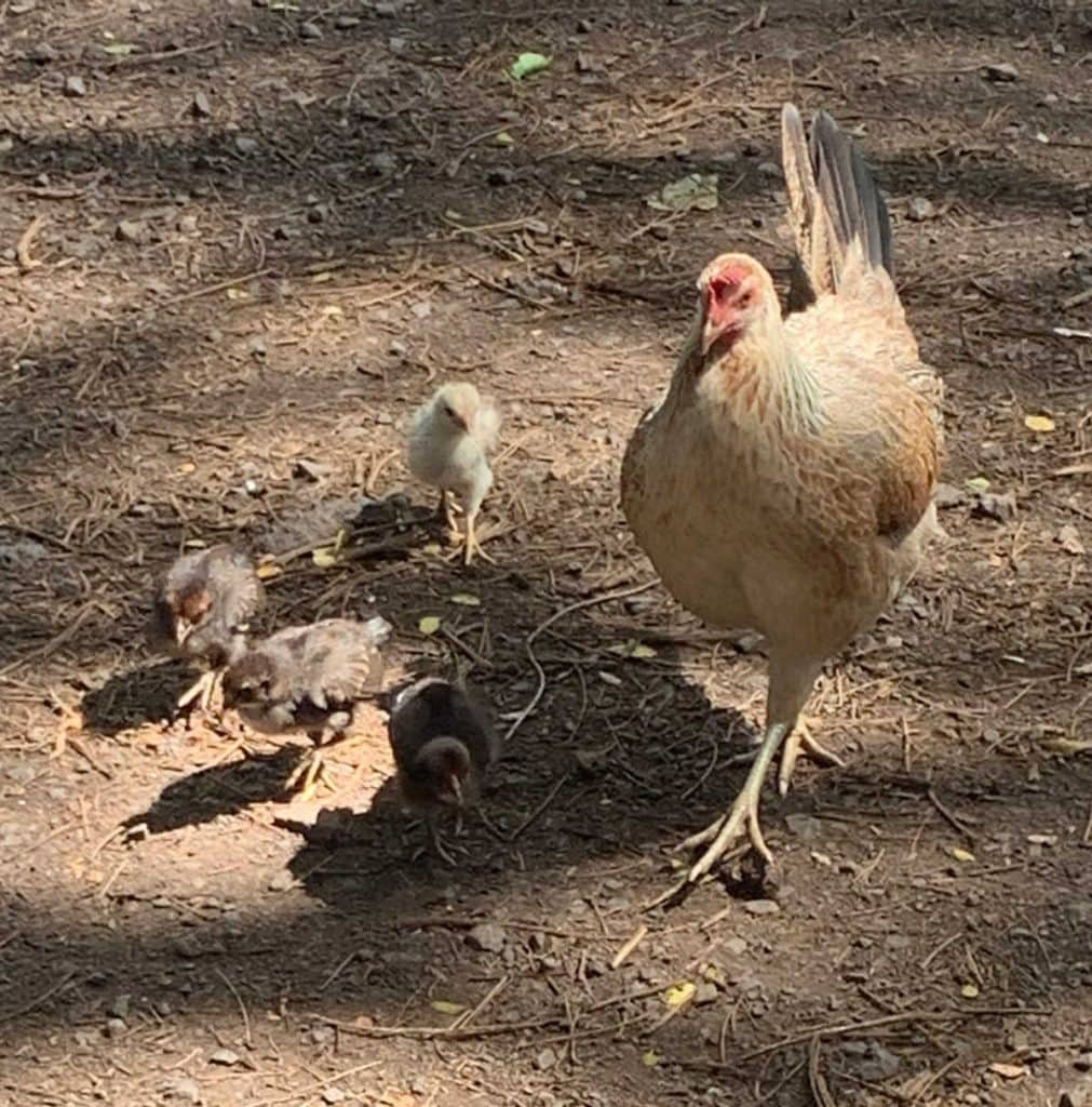 Mother hen and baby chickens walking in a garden. 