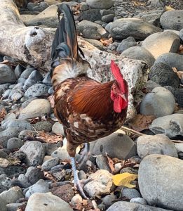 Chicken walking on rocks