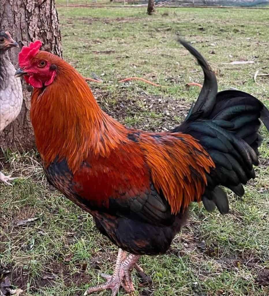 Rooster walking in a grassy area. 