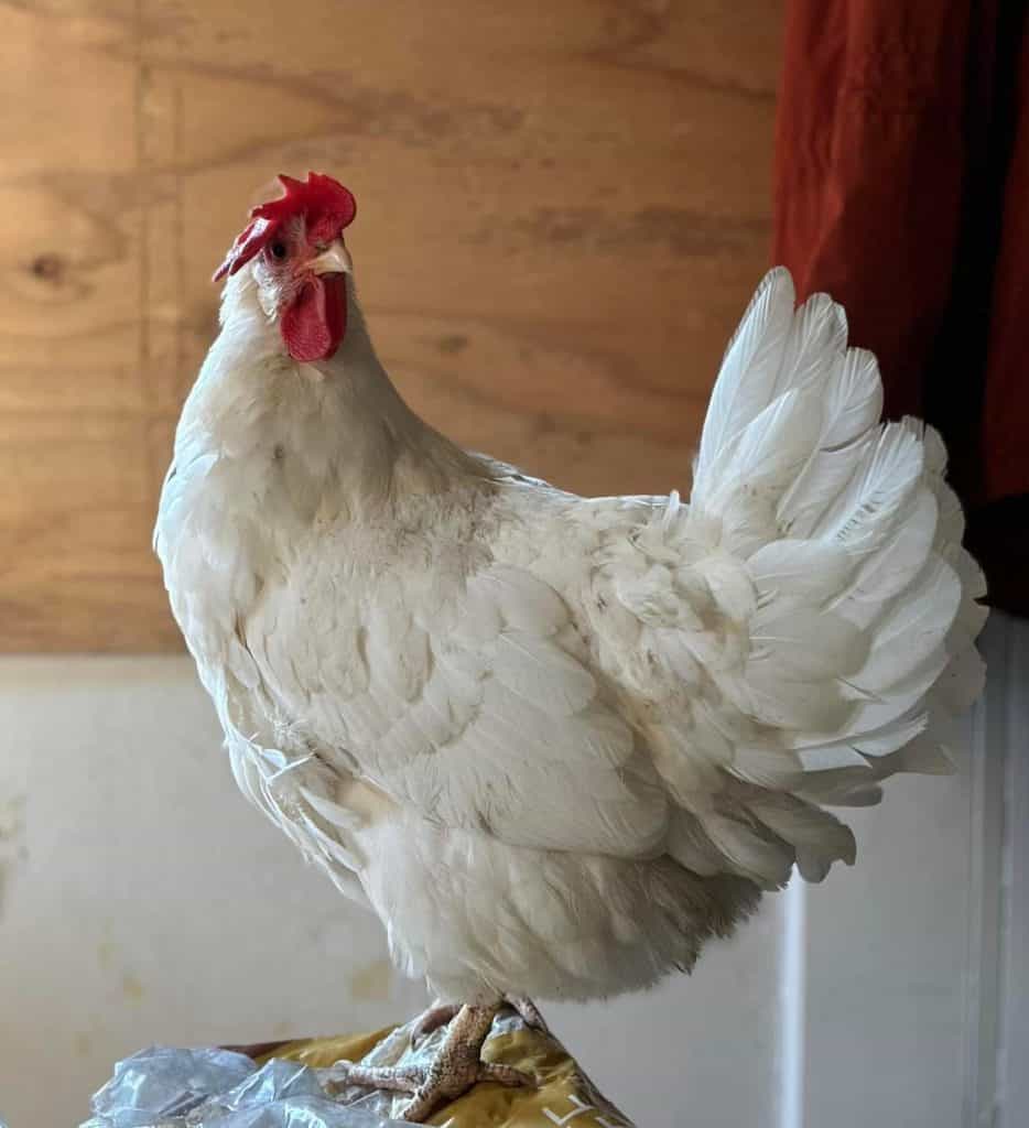 White chicken standing on a roost in a coop