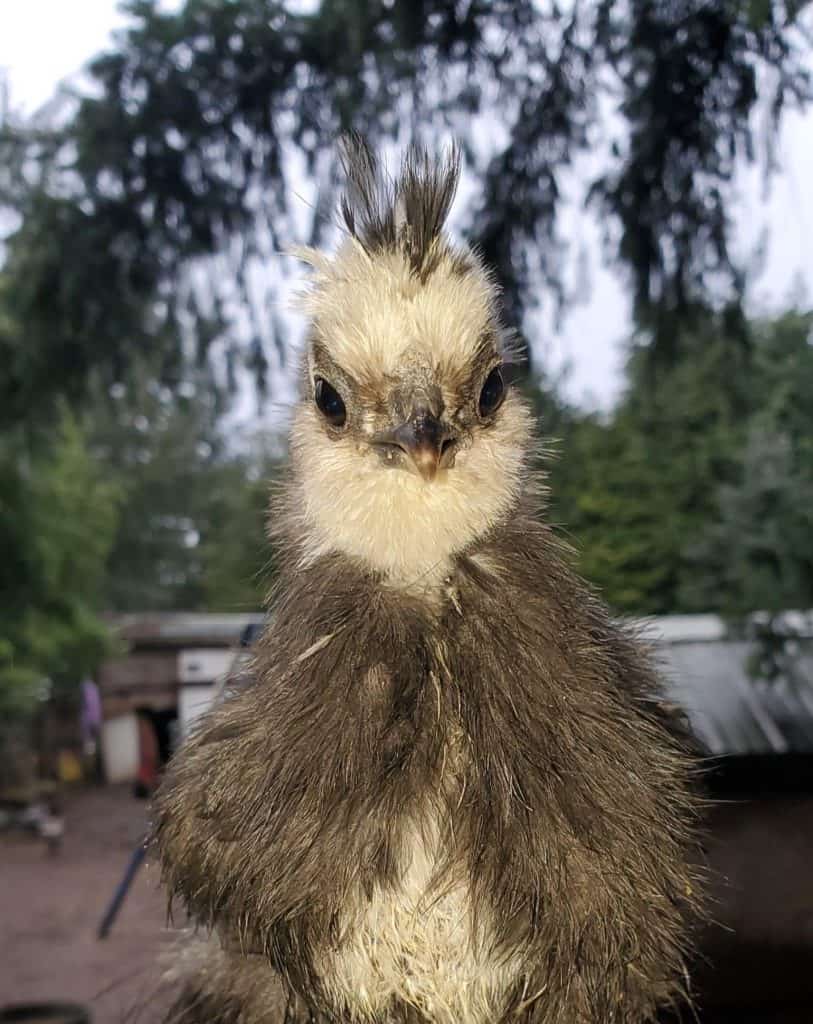 Young hen looking at the camera.