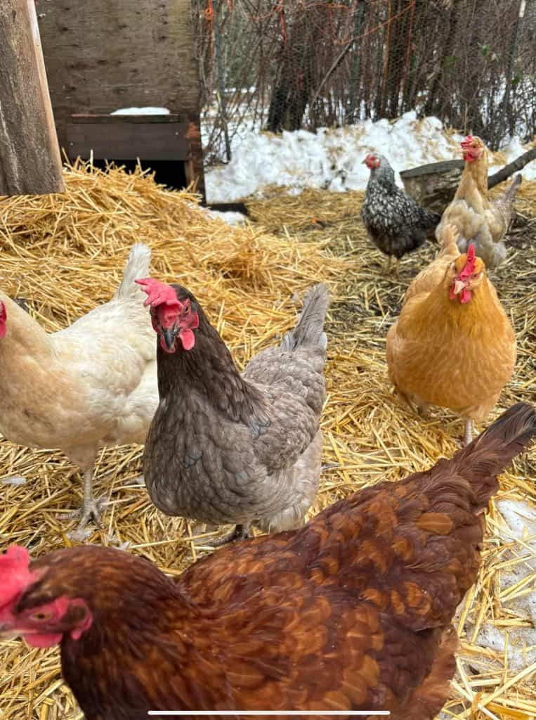 Group of hens in a straw filled outdoor coop.