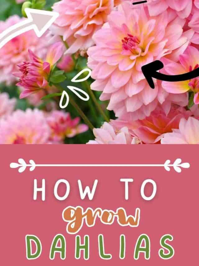How to Grow Dahlias: A Guide for Beginners
