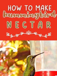 How to Make Hummingbird Nectar-DIY Don't Buy.