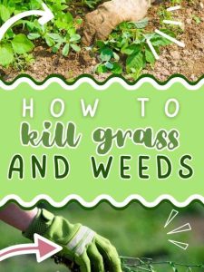 How to Permanently Kill Grass and Weeds with Salt, Vinegar and Dawn.