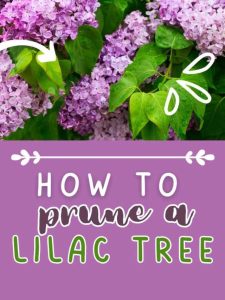How to Prune a Lilac Tree.