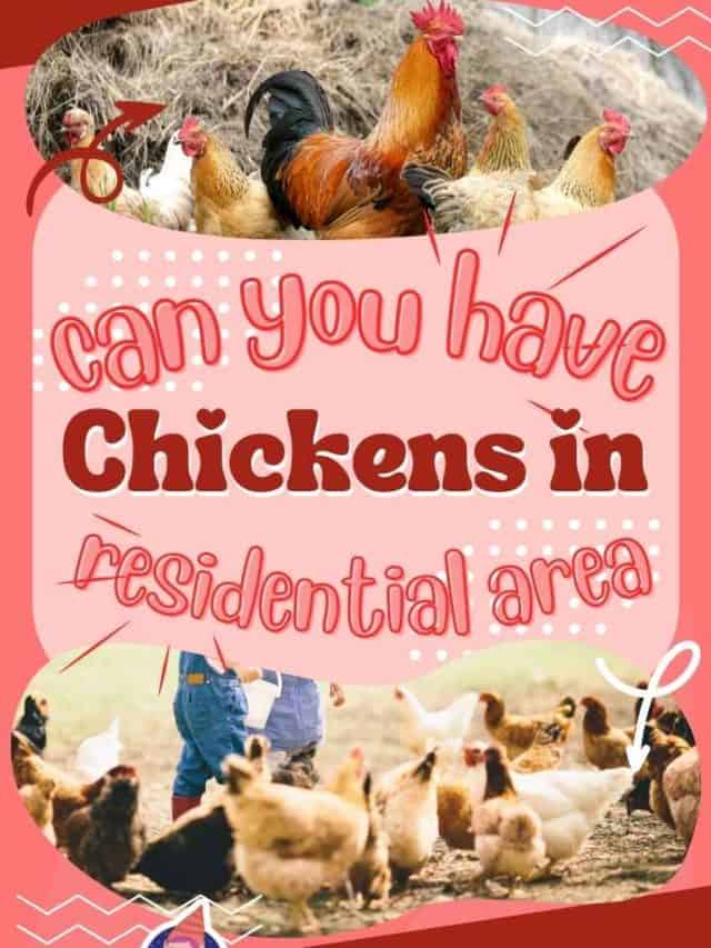 Can You Have Chickens in a Residential Area?