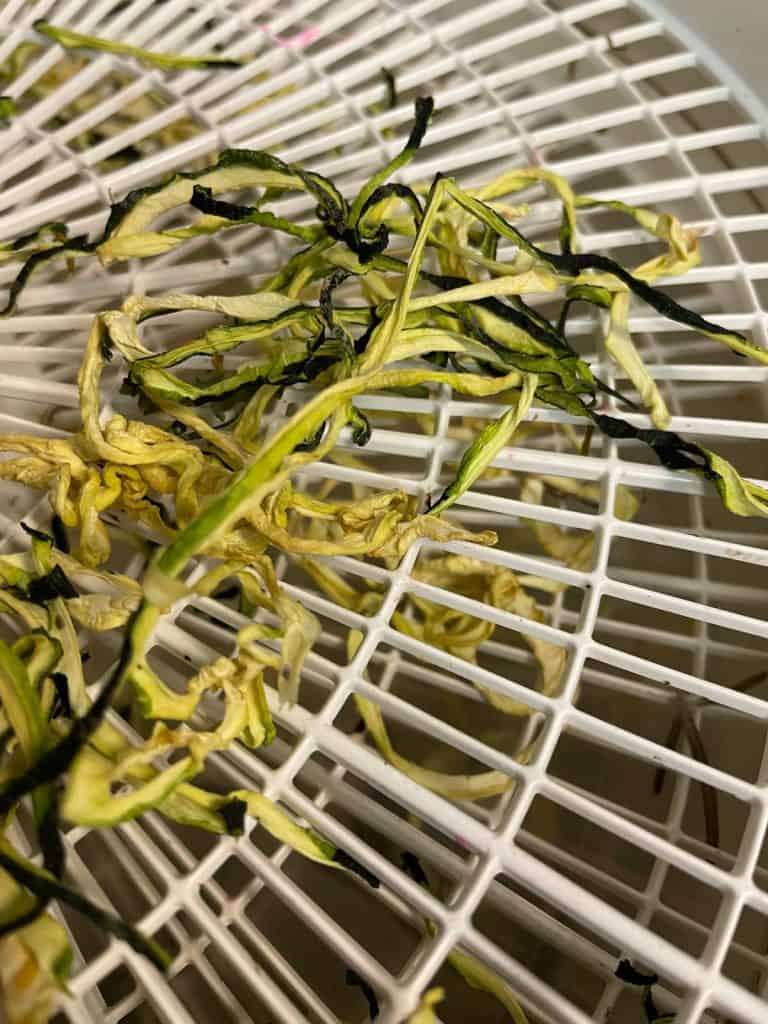 Dehydrated zucchini noodles.