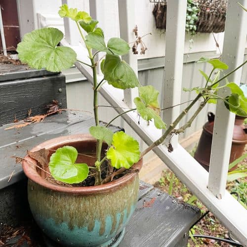 how to over winter geraniums.