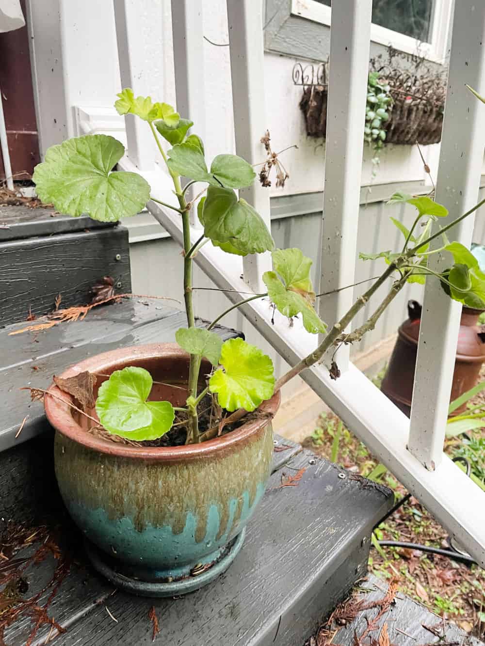 how to over winter geraniums.