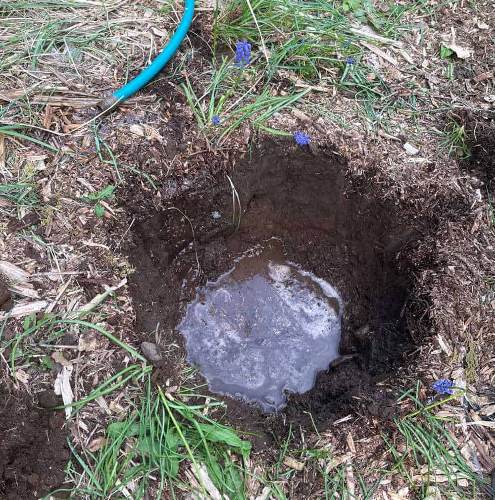 Hole dug for a giant sequoia to be planted. 