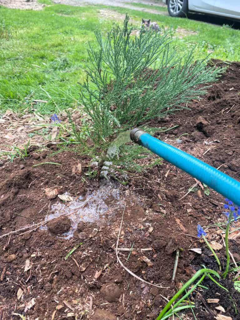 Watering a giant sequoia seedling.