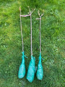 Three bare root ornamental cherry trees ready to plant