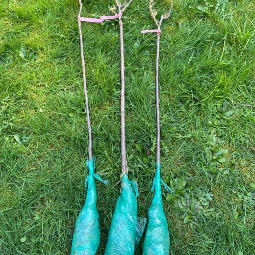Three bare root ornamental cherry trees ready to plant