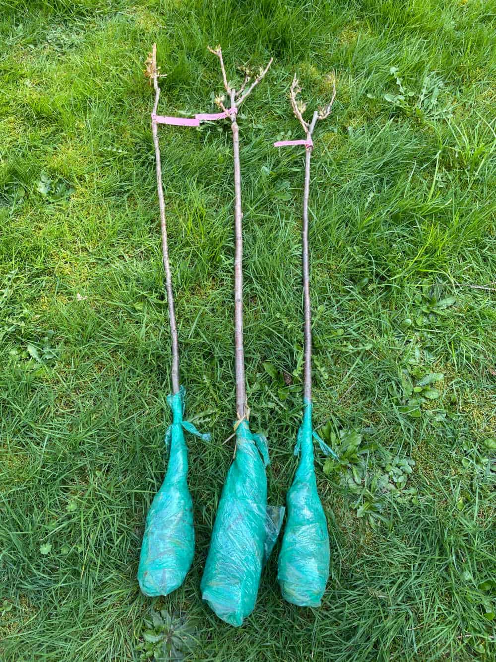 Three bare root ornamental cherry trees ready to plant