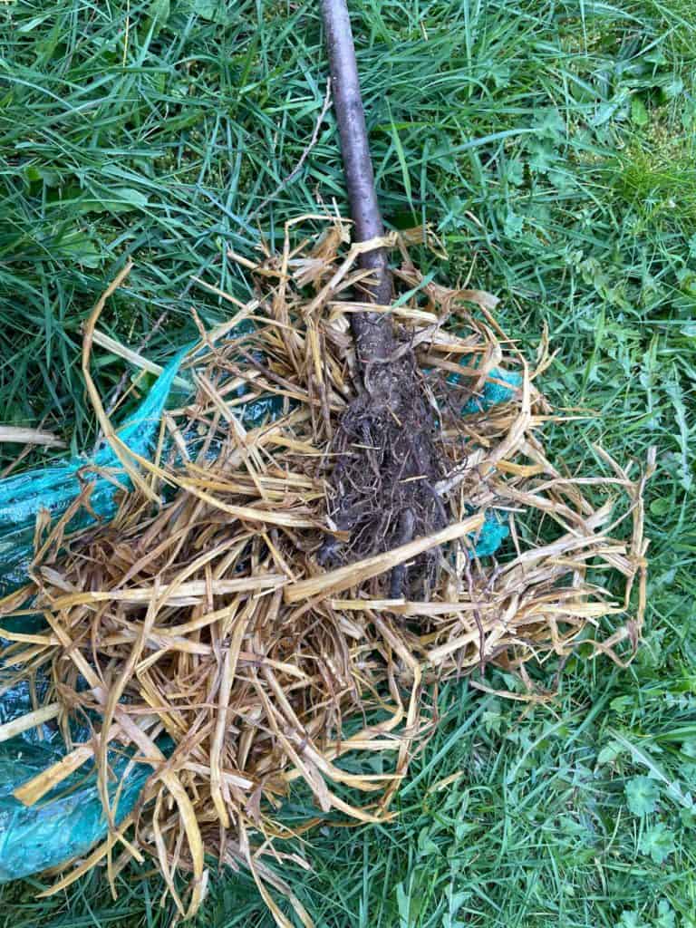 Close up of the root area of a  bare root cherry tree.