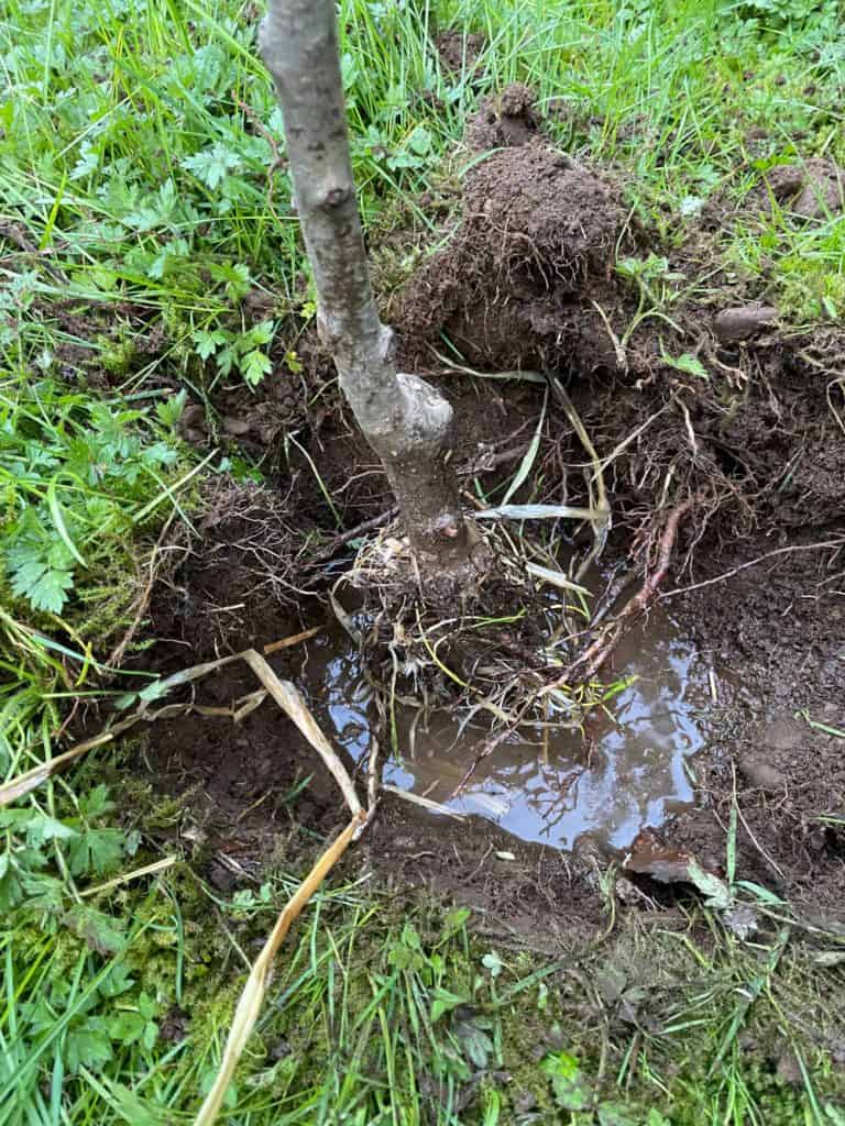 Placing a bare root tree in a hole.