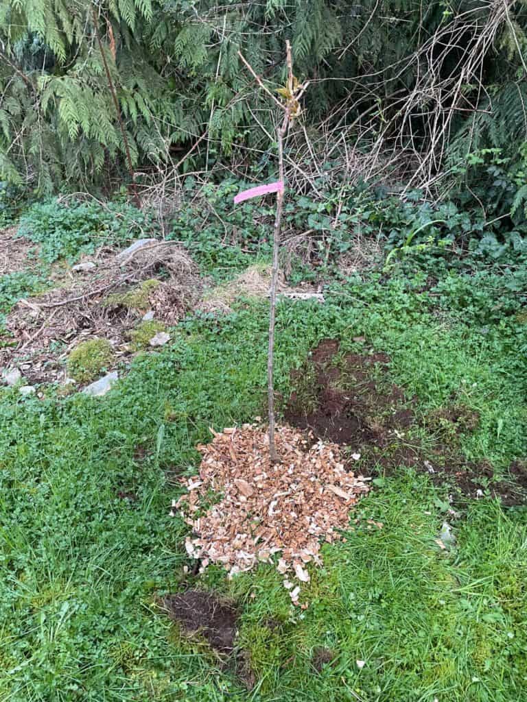 Ornamental cherry tree planted and mulched. 