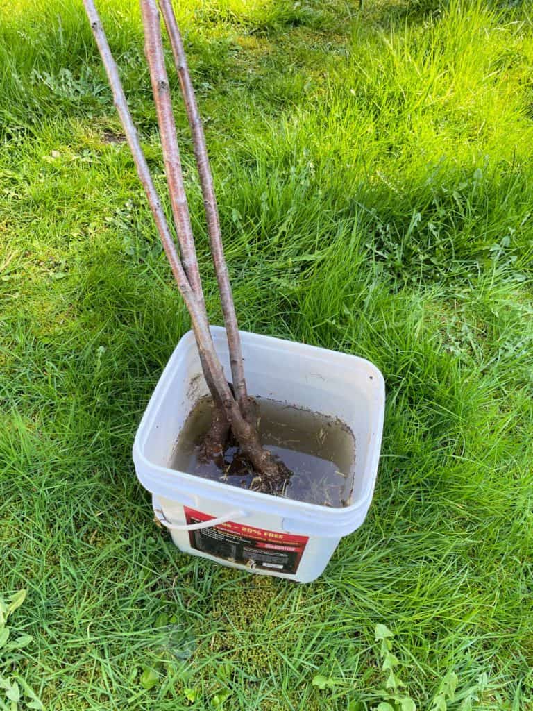 Bare root trees soaking in water. 