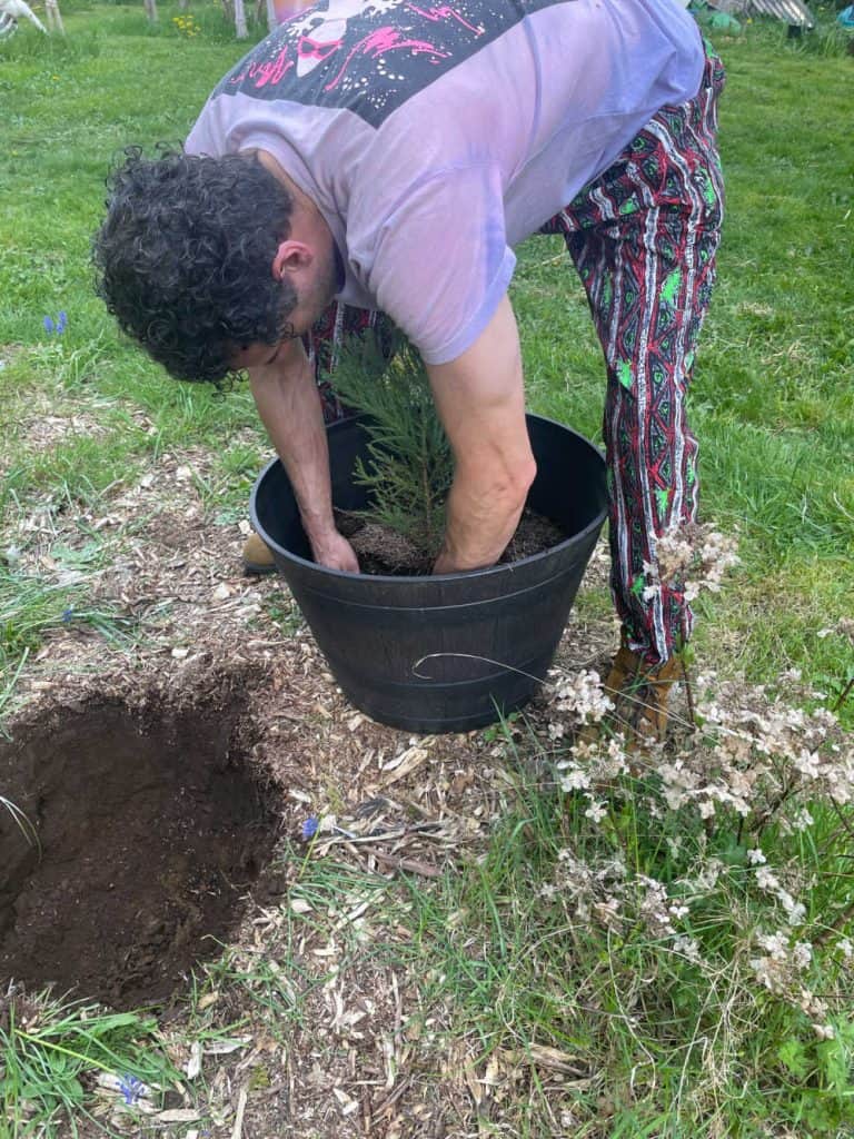 Transplanting a sequoia into a freshly dug hole.