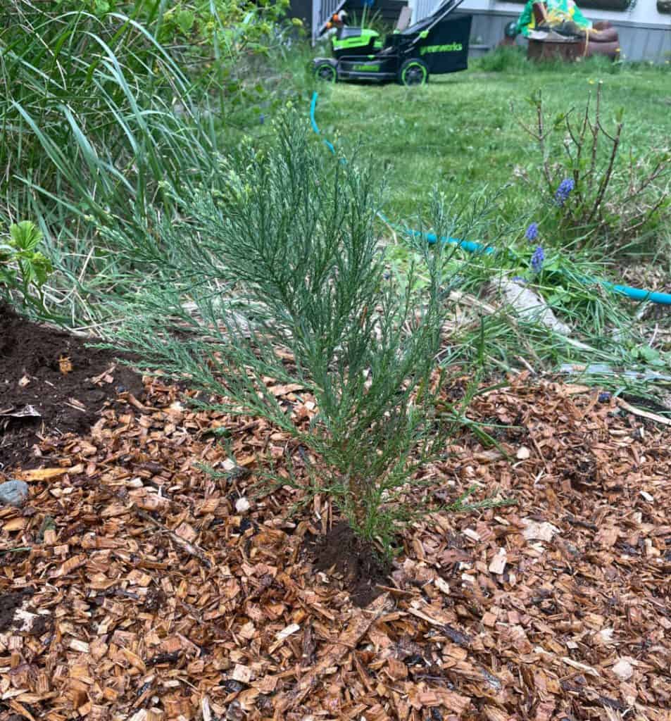 Sequoia with fresh mulch around the base. 